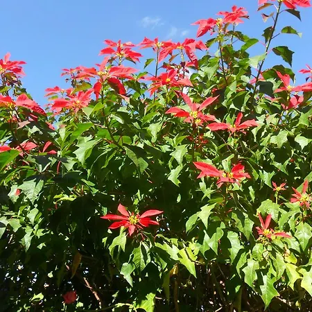 Il Dodo לינה וארוחת בוקר Monastir