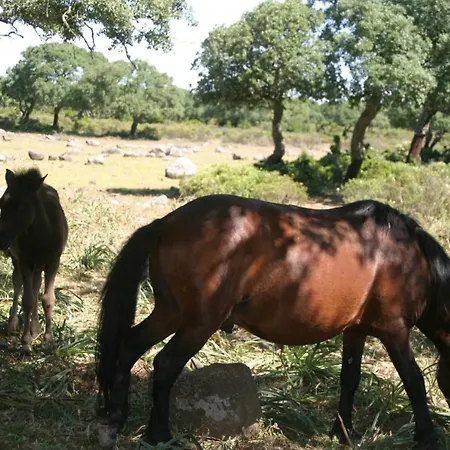 Il Dodo לינה וארוחת בוקר 3*