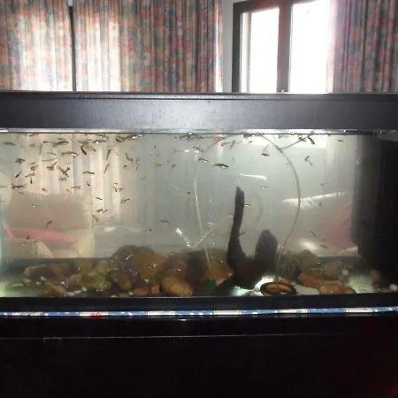 Couette-café Il Dodo