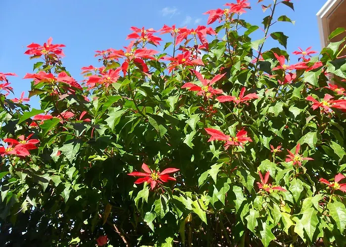 Il Dodo Bed and breakfast Monastir