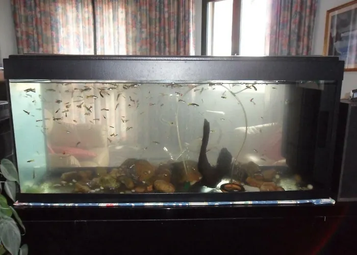 Bed and breakfast Il Dodo