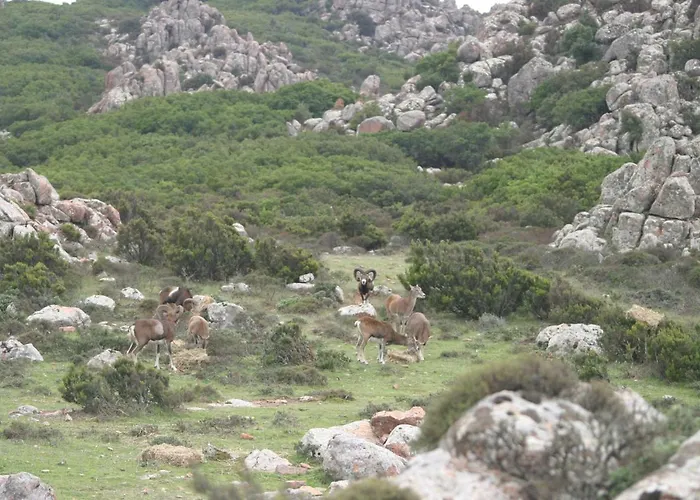 Il Dodo Nocleg ze śniadaniem Monastir