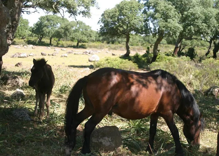 Il Dodo Bed and breakfast 3*